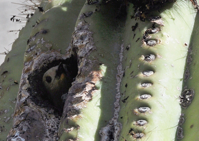 gila woodpecker in saguaro